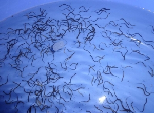 Kỹ Thuật Thả Giống