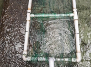 Kỹ thuật nuôi lươn thương phẩm trên bể không bùn bằng giống nhân tạo và thức ăn viên