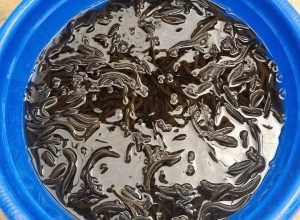Kỹ Thuật Chọn Con Giống