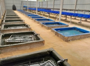 Nuôi lươn cần chuẩn bị những gì?