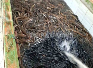 Nuôi con đặc sản trong bể xi măng, xịt nước xuống thấy dày đặc, nông dân nơi này ở Trà Vinh trúng lớn