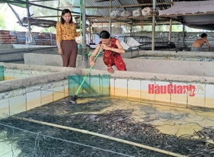 Hai năm nữa, Hậu Giang sẽ có khoảng 10.000 bể nuôi lươn không bùn, áp dụng công nghệ tuần hoàn